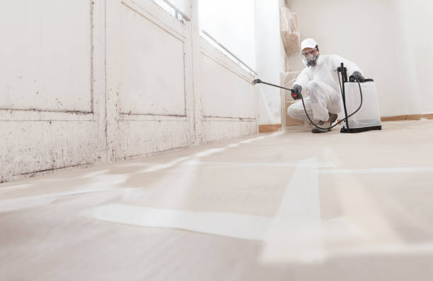 Black mold remediation team in Wilson's Mills
